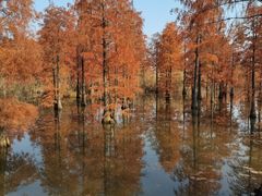 -池杉湖湿地公园
