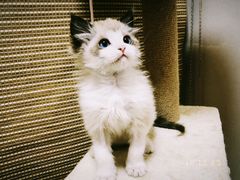 -纳吉亚猫专科动物医院博雅分院