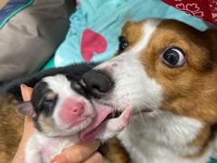 -瑞派康怡24h宠物医院·犬猫医疗中心·微创绝育(瑞景分院)