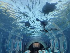 -海棠湾洲际-涛·海底餐厅·美人鱼·自助餐·海底隧道