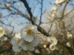 -香雪海