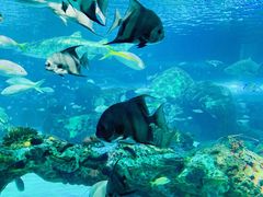 -瑞普利水族馆