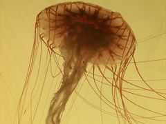 -沈阳海洋探索中心