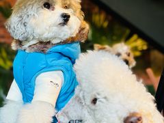 -J Create城市露营咖啡·简餐·宠物(上海动物园店)