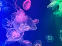 -成都浩海立方海洋公园