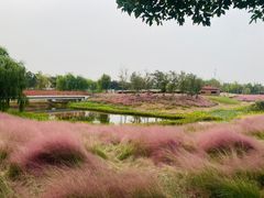 -上海滨江森林公园
