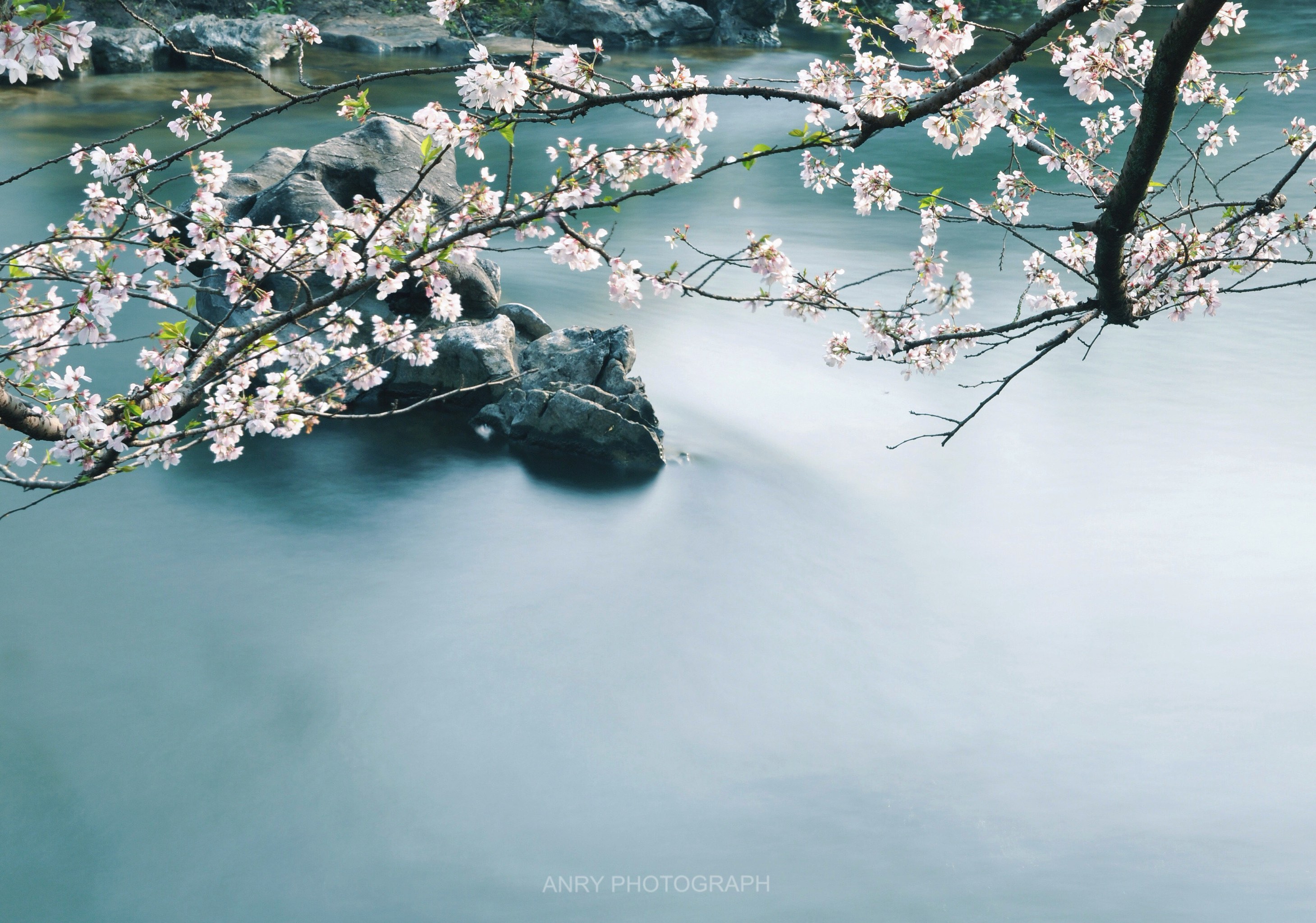 太子湾樱花图片