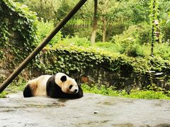 -都江堰中华大熊猫苑