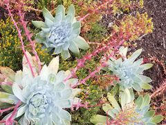-墨尔本皇家植物园