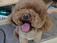 -宠福鑫康馨动物医院·骨科·眼科