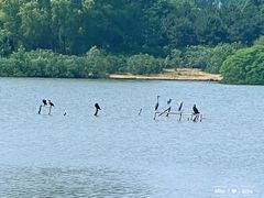 -翠湖国家城市湿地公园