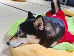 -逗柴咖啡屋·狗咖猫咖宠物桌游