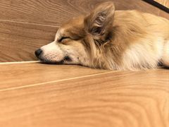 -和它·交个朋友·狗咖猫咖(爱琴海店)