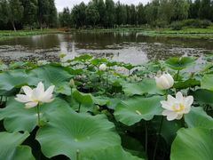 -东郊湿地公园