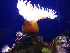 -悉尼海洋生物水族馆