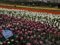 android_upload_pic-荷兰花海