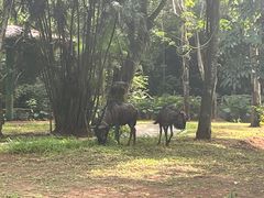 -海南热带野生动植物园
