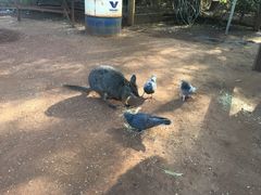 -费瑟代尔野生动物园