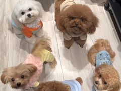 -博特宠物医院24h犬猫全科.骨科·异宠