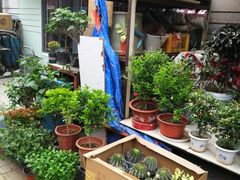 -登发花鸟鱼虫市场