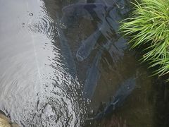 -万景饭店·鱼街农家菜