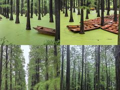 -渌洋湖湿地公园