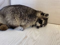-浣熊柯尔鸭土拨鼠·电玩咖