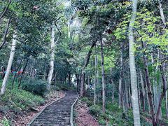 -上海佘山国家森林公园天马山园