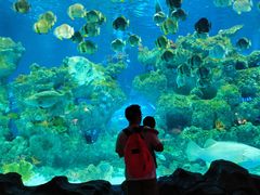 -芜湖新华联大白鲸海洋公园