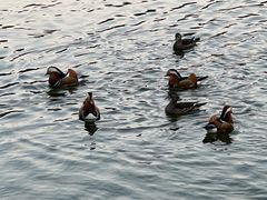 -国家植物园(地铁站)