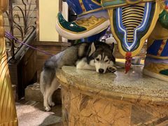 -more than meow吴止猫主题餐厅(承德 中船汇店)