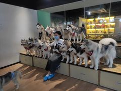 -Husky Go! 哈士奇体验馆·宠物咖啡厅狗咖