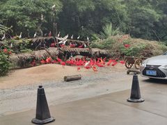 -广州长隆野生动物世界