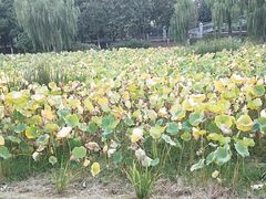 -堤角公园