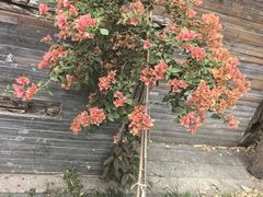 -老房子金沙元年川菜食府·花园餐厅(金沙店)