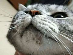 -欧奕国际动物医院