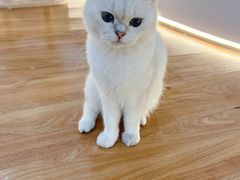-COLOR PETS 撸猫馆·购猫·猫咖(长风大悦城店)