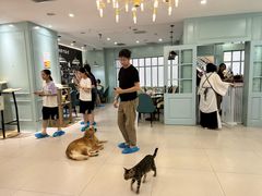 -安格丽娜·狗咖·猫咖羊驼咖(春熙路百盛商场店)