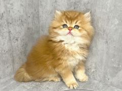 -小猫来了·猫舍(红山六九七九店)