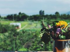 -翠田Green Field Kitchen