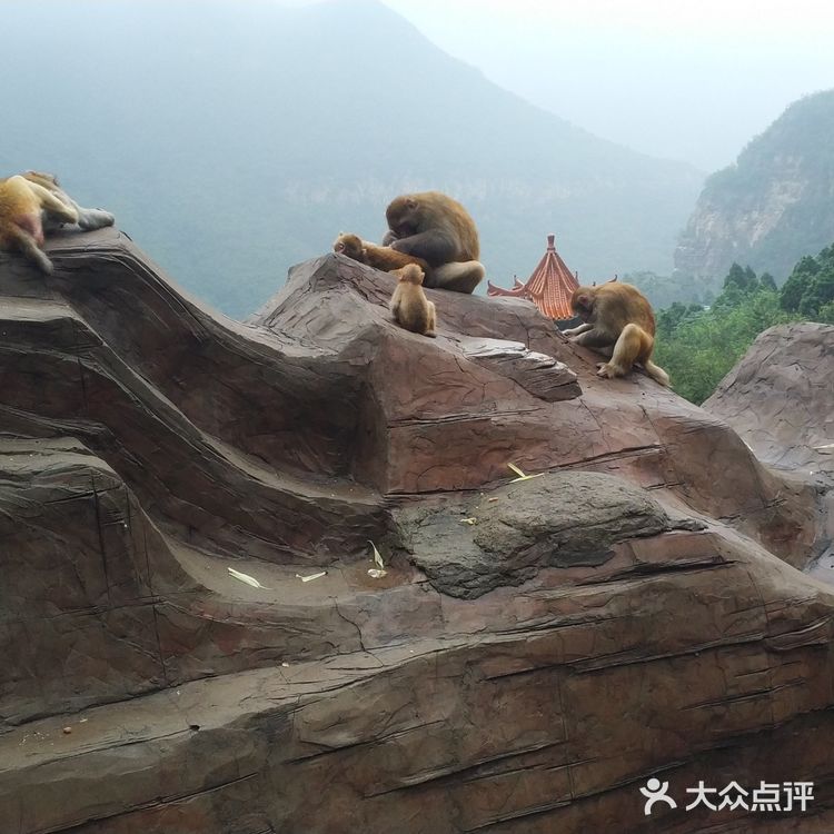 五龙口的猴子太可爱了