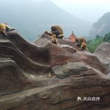 五龙口的猴子太可爱了