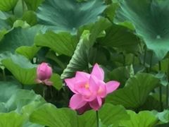 -桂湖森林公园