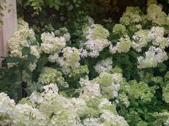 -Lamant Manor已闻花名关於蓝