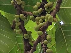 -盘龙黄鳝(盘龙居店)