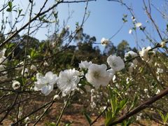 -南国桃园旅游度假区