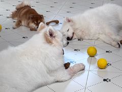 -毛绒耶耶撸宠馆·猫咖·狗咖·荷兰猪咖