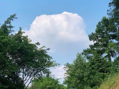 -铁山坪森林公园