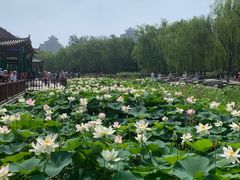 -莲花池公园