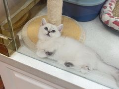 -糯米喵星人总部直营旗舰店·猫舍·幼猫出售